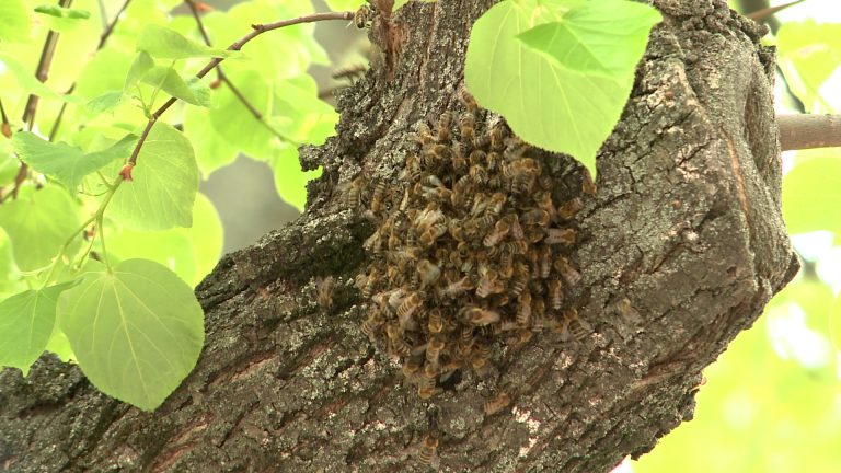 Méhrajzás a városban – ijedtségre semmi ok