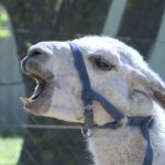 Szépen lassan épül vissza a leégett állatmenhely