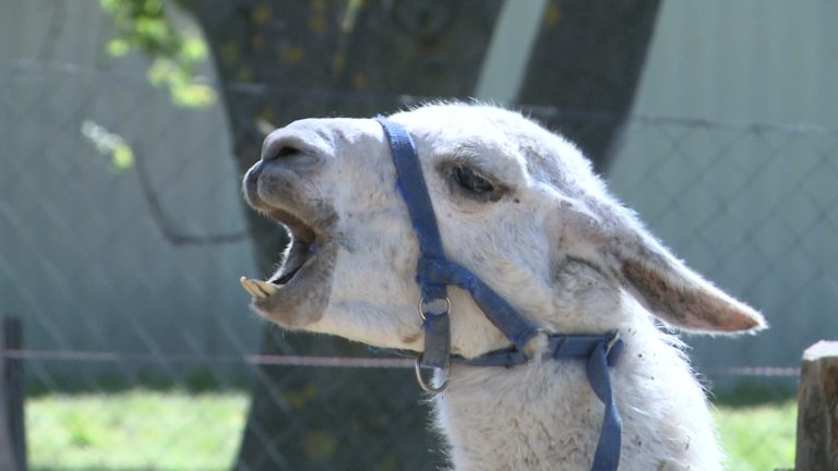 Szépen lassan épül vissza a leégett állatmenhely