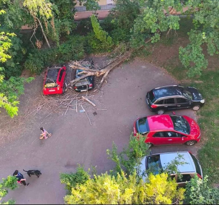 Parkoló autóra dőlt egy fa a Verseny utcában