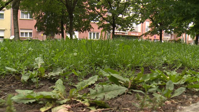 Vágatlan május – Gyöngyös is csatlakozik