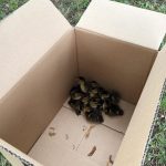 Kiskacsákat mentettek a gyöngyösi városrendészek