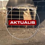 Meglett Béla- újra nyuszit loptak a fejlesztő központból – Aktuális 2026. június 16.