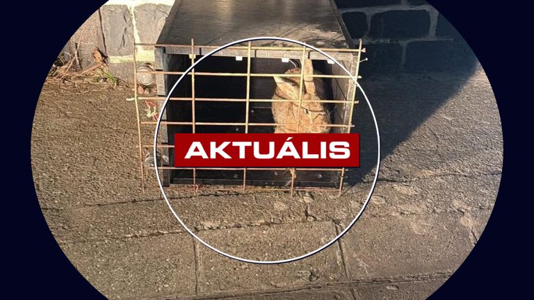 Meglett Béla- újra nyuszit loptak a fejlesztő központból – Aktuális 2026. június 16.