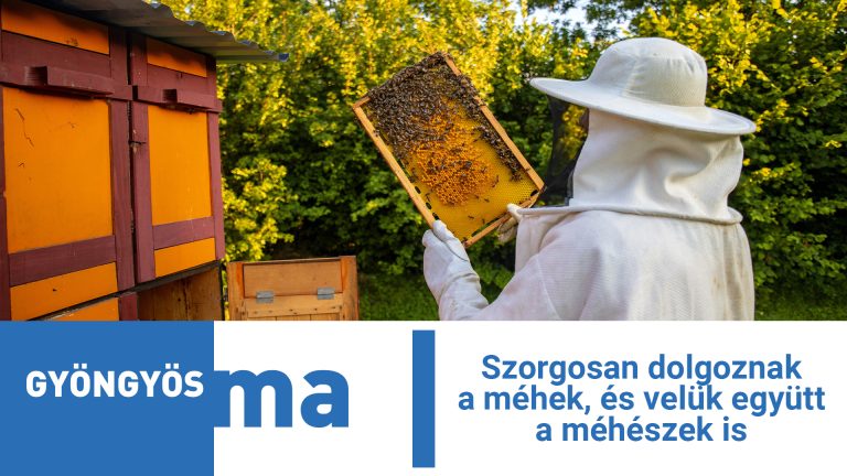 Szorgosan dolgoznak a méhek, és velük együtt a méhészek is