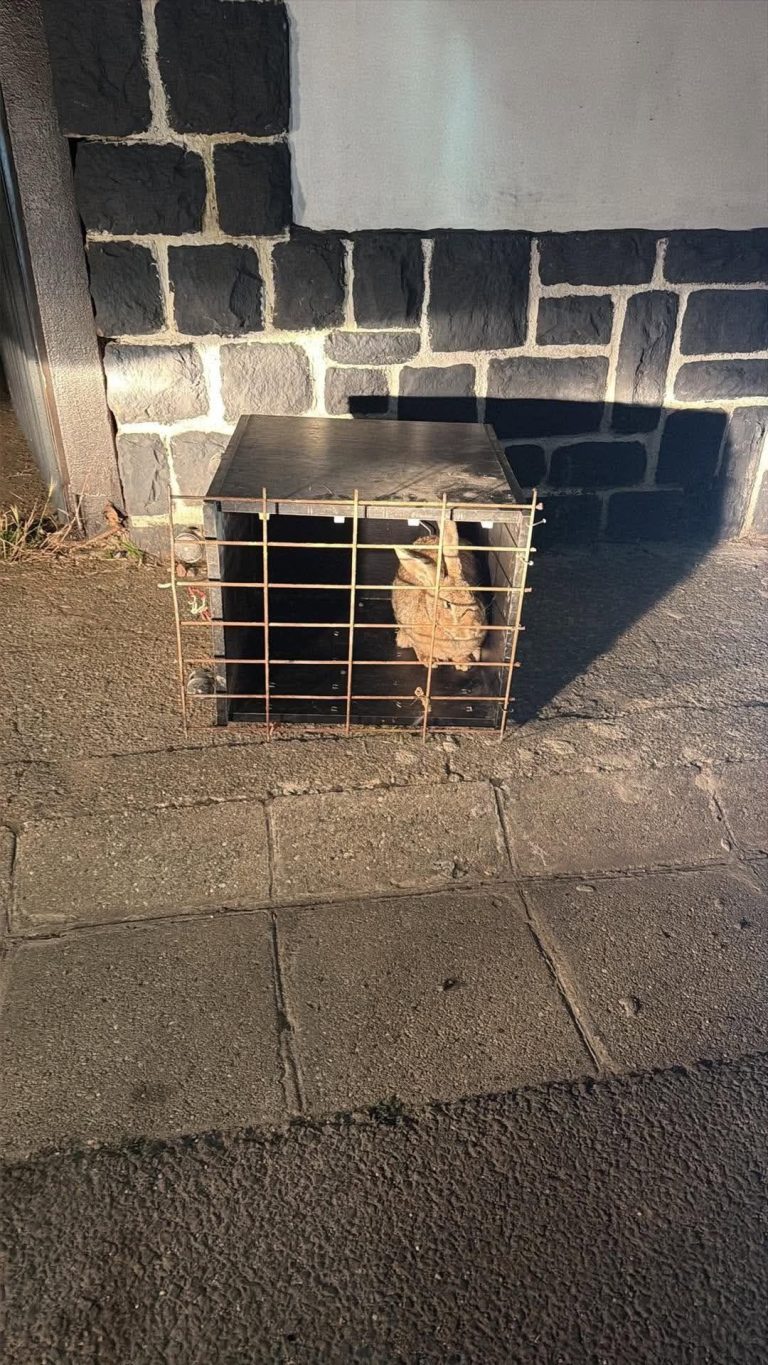 Megtalálták Bélát, az ellopott terápiás nyulat