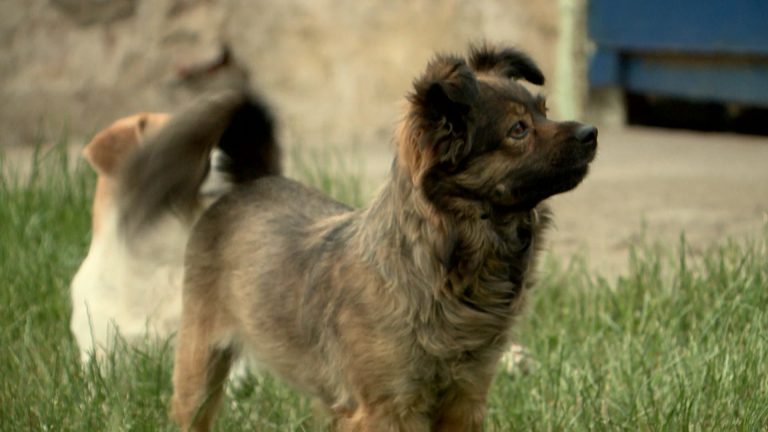 A házi kedvencekre is fokozottan figyelni kell a hőségben