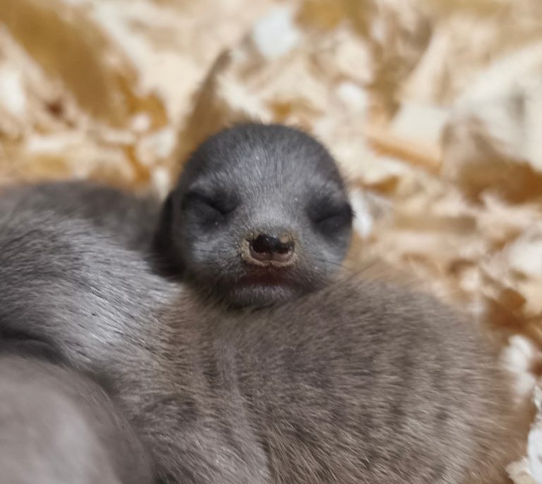 Napi cuki: bébi szurikáták a Gyöngyösi Állatkertben