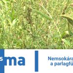Nemsokára beindul a parlagfűszezon