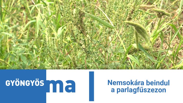 Nemsokára beindul a parlagfűszezon
