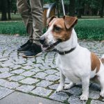 Felelős ebtartás – szabályszegés esetén szankció jár