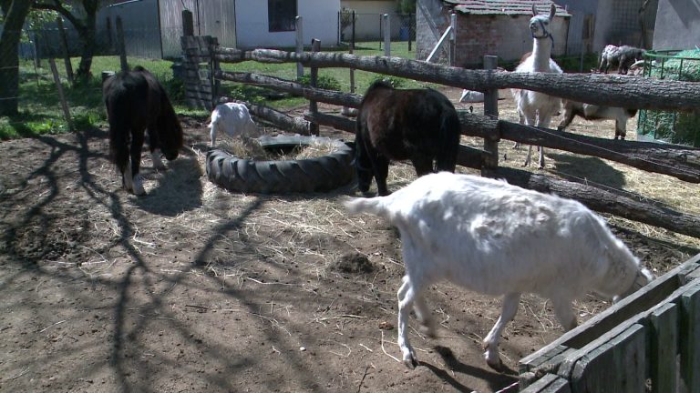 Segítséget kér a Mátraaljai Vad és Egzotikus Állatmentő Alapítvány