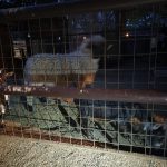 Hatalmas volt az érdeklődés az Állatkertek Éjszakáján