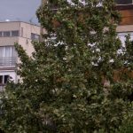 Önkormányzati ingatlanok megvásárlására lehet pályázni