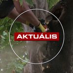 Egészséges fákat nem vágat ki az önkormányzat – Aktuális – 2026.09.02