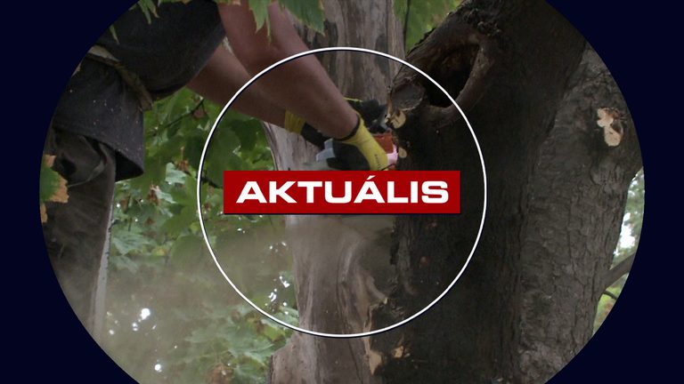 Egészséges fákat nem vágat ki az önkormányzat – Aktuális – 2026.09.02