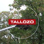 Fakivágás – kizárólag a veszélyes példányokat távolítják el – Tallózó – 2026.09.04.