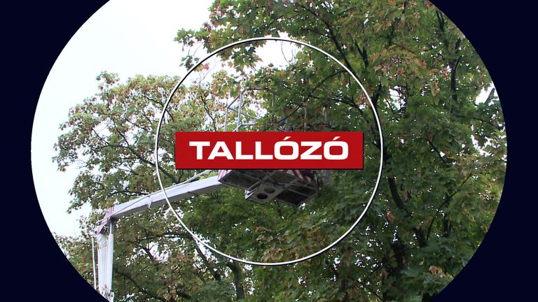 Fakivágás – kizárólag a veszélyes példányokat távolítják el – Tallózó – 2026.09.04.
