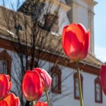 700 év a város szolgálatában – a ferencesek története Gyöngyösön