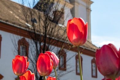 700 év a város szolgálatában – a ferencesek története Gyöngyösön