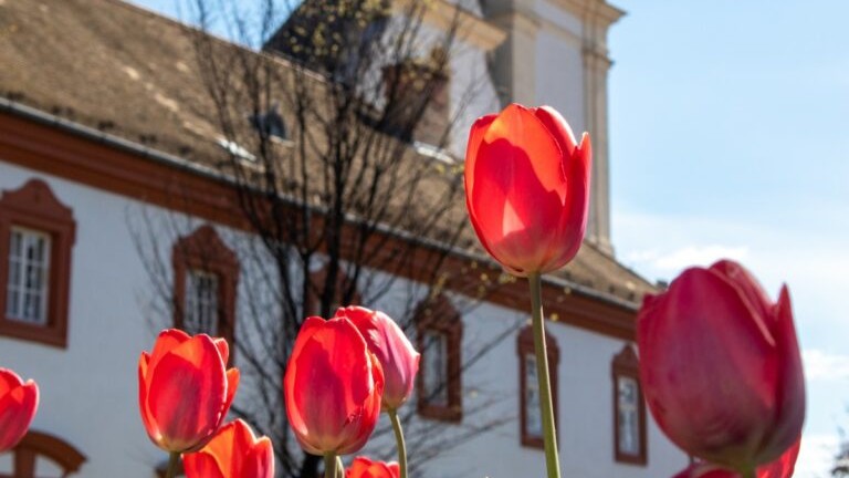 700 év a város szolgálatában – a ferencesek története Gyöngyösön