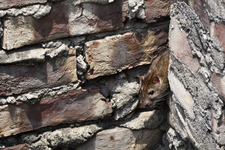 Patkányirtás Gyöngyösön – erre figyeljünk!