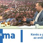 Kevés a gomba az erdőben