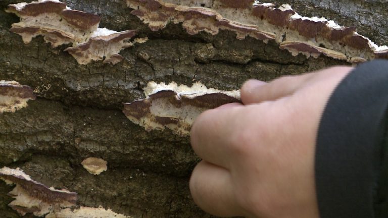 Gombahiány a Mátrában: az aszály az erdő kincseit is megtizedelte