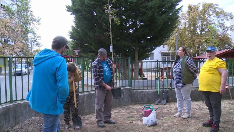 Őshonos kőrisfát ültettek az Arany János Általános Iskola udvarán