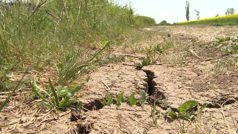 Súlyos gondot okoz a vízhiány a hazai agráriumban